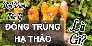 đông trùng hạ thảo