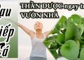 công dụng của rau diếp cá