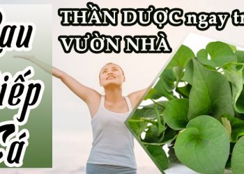 công dụng của rau diếp cá