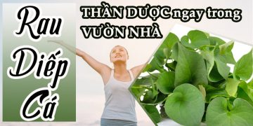 công dụng của rau diếp cá