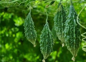 khổ qua rừng điều trị tiểu đường