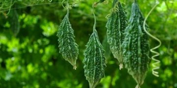 khổ qua rừng điều trị tiểu đường