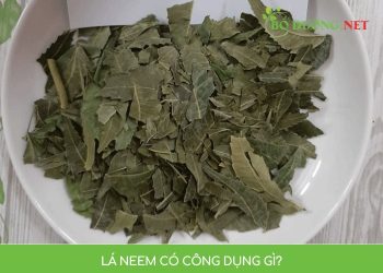 Lá Neem Có Công Dụng Gì? Phương Thuốc Chữa Mụn Hiệu Quả